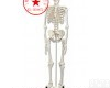 A10 进口全身骨骼<em>模型</em>，进口全身<em>骨架</em><em>模型</em>