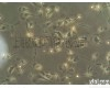 人类成<em>纤维</em><em>细胞</em>CNLMG-B5537SKIN<em>细胞</em> 人类成<em>纤维</em><em>细胞</em>CNLMG-B5537SKIN<em>细胞</em>