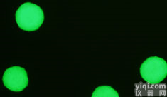 个 OriCell™ 人<em>脐血</em>间质干细胞/GFP 脐带血干细胞