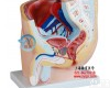 ZY-XC331A 男性<em>盆腔</em><em>正中</em>矢状<em>解剖</em>模型