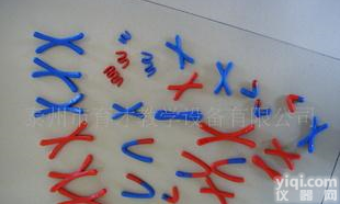  动植物细胞减数分裂染色变化模型组件；<em>染色体</em>