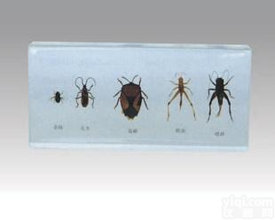  MD1155-3<em>害虫</em><em>标本</em>