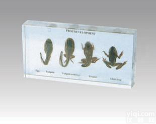  MD1155-14<em>青蛙</em>演变标本