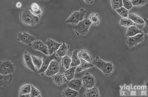 中科院细胞库供应Neuro-2A<em>脑神经</em>瘤细胞株<em>小鼠</em>