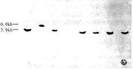 美国Sciencell人<em>绒毛</em>间叶纤维<em>细胞株</em>HVT