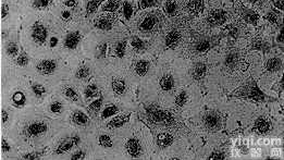 <em>美国</em><em>Sciencell</em> HUVEC人脐静脉内皮<em>细胞株</em>