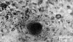 <em>美国</em><em>Sciencell</em> RSC大鼠雪旺<em>细胞株</em>