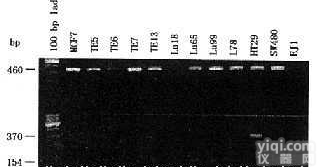 美国Sciencell <em>RA-h大鼠海马趾星形胶质细胞</em>株
