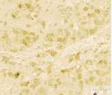 <em>美国</em><em>Sciencell</em> DMSC-ad狗间质干<em>细胞株</em>