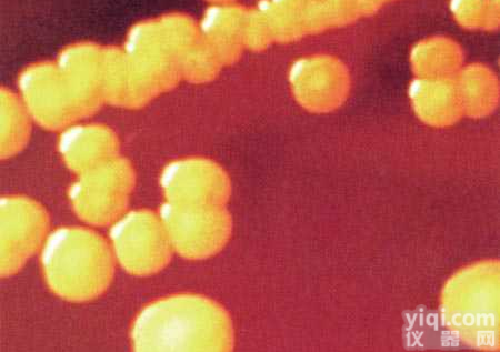 <em>my</em>-013  <em>微生物</em><em>切片</em>