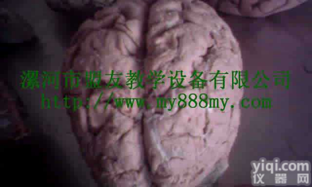 my-010  大体标本<em>切片</em><em>模型</em>