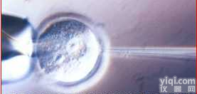 研制条件性基因剔除小鼠模型Conditional Knock-out ...