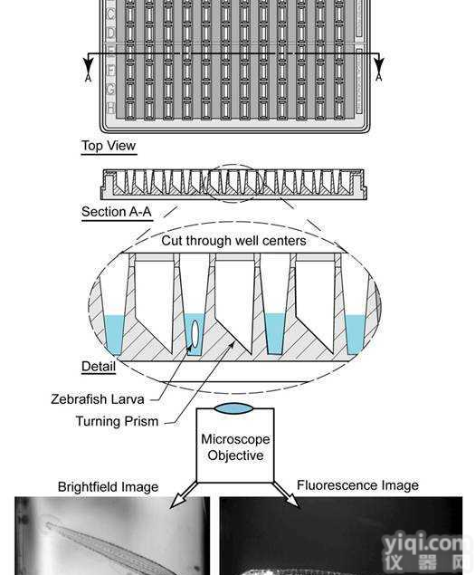 PSI SideView 成像板（观察<em>斑马鱼</em>胚胎）  PSI SideView 成像板（观察<em>斑马鱼</em>胚胎）