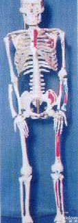 GD-01141  成人高级全可分软脊椎左边肌肉<em>着色</em>编码<em>人体</em><em>骨骼</em>模型