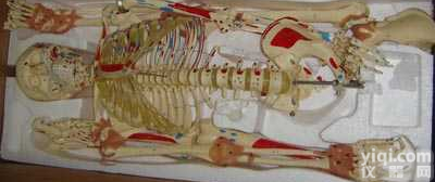 GD-0101G10  右关节<em>韧带</em>左<em>肌肉</em>着色并编码人体骨骼模型