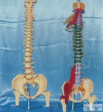 GD0148D-GD0148M5   大型软脊椎挂座豪华<em>模型</em>、多<em>功能</em>软脊椎综合演示<em>模型</em>