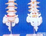 GD-014  腰椎带<em>骶骨</em>尾骨骨椎间盘突出的教学<em>模型</em>