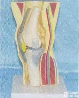 GD-0164C028  中型<em>膝关节</em>功能<em>模型</em>包皮肤膝肌肉演示<em>模型</em>