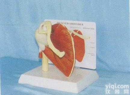 <em>GD</em>-0330B01   <em>肩关节</em>功能带肌肉韧带模型