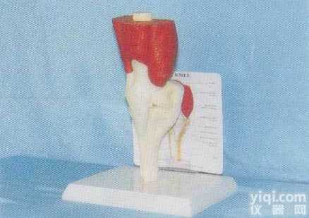 GD-0330B08   <em>膝关节</em>肌肉与<em>韧带</em>模型