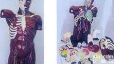 GD-0200301   人体<em>肌肉</em>附<em>内脏</em>高级躯干<em>解剖</em>编码模型