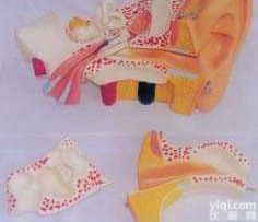 GD-0309C4   中型左耳放大<em>解剖</em>有耳垂<em>模型</em>