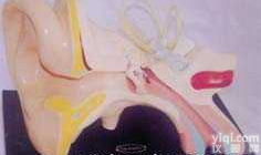 GD-0309C6   <em>中型</em>右耳放大<em>解剖</em>耳垂<em>模型</em>