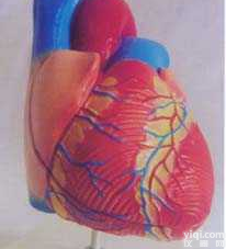 GD-0321D  <em>中型</em>心脏<em>解剖</em>放大<em>模型</em>