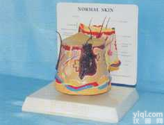 GD-0327T10   桌上型<em>病态</em>（酒皮）皮肤解剖<em>模型</em>