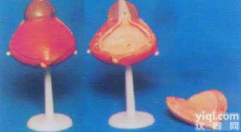 GD-0327L   男性<em>膀胱</em>放大解剖<em>模型</em>