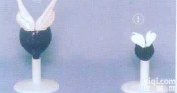 GD-0329R1   中<em>前列腺</em>健康<em>解剖</em>模型