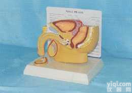 GD-0356E   男性腹腔膀胱和前列腺健康与<em>病态</em><em>模型</em>