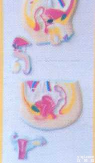 GD-0330JB   男女<em>泌尿</em><em>生殖</em>系列<em>浮雕</em>