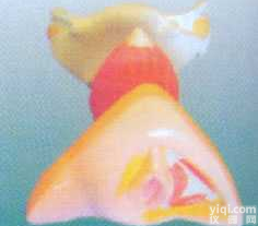 GD-0359   女性内外<em>生殖</em>器解剖<em>模型</em>