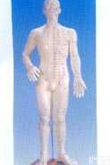 人体针灸<em>模型</em>（全<em>皮肤</em>、半<em>皮肤</em>60CM）