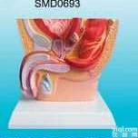 SMD0693  SMD0693 男性<em>盆腔</em><em>解剖</em>模型
