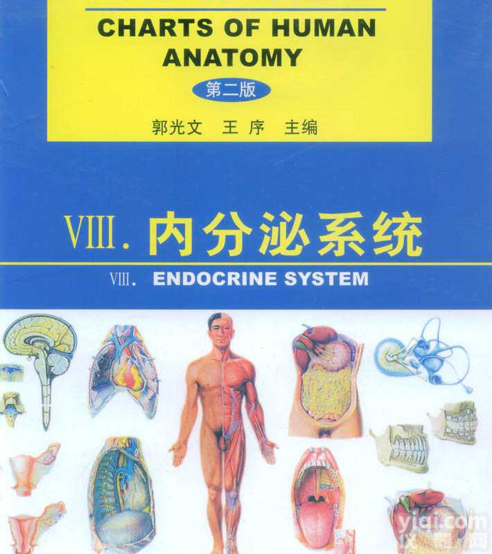 人体解剖挂图（<em>内分泌系统</em>）