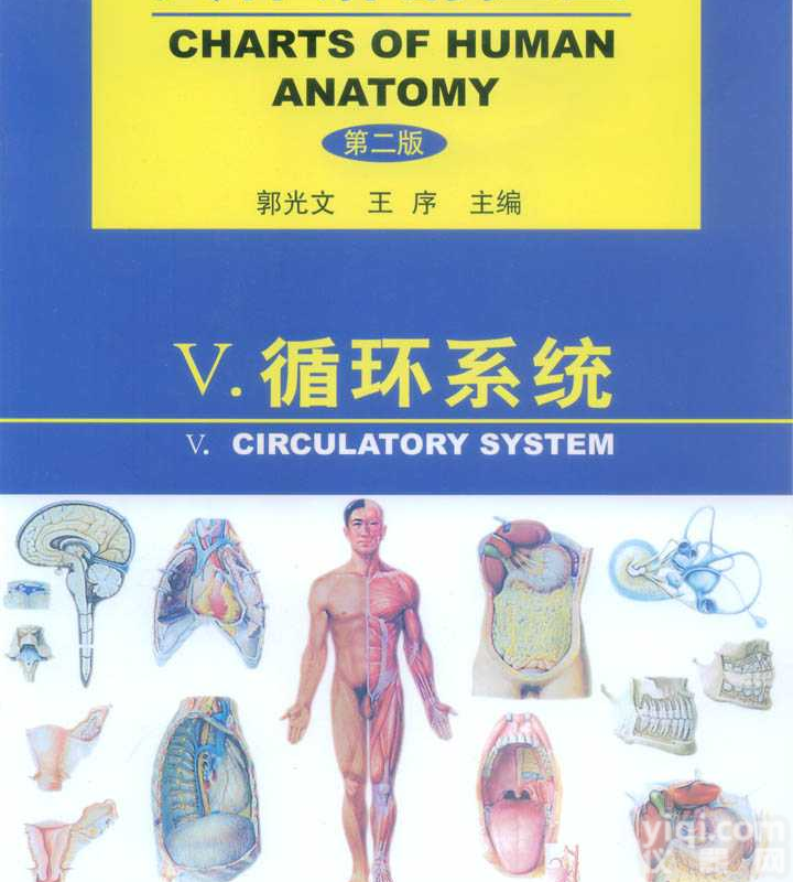 人体<em>解剖</em>彩色<em>挂图</em>（循环系统）