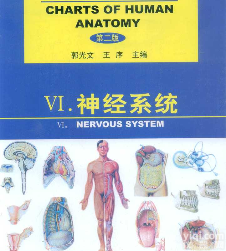 人体<em>解剖</em>教学<em>挂图</em>（<em>神经系统</em>）
