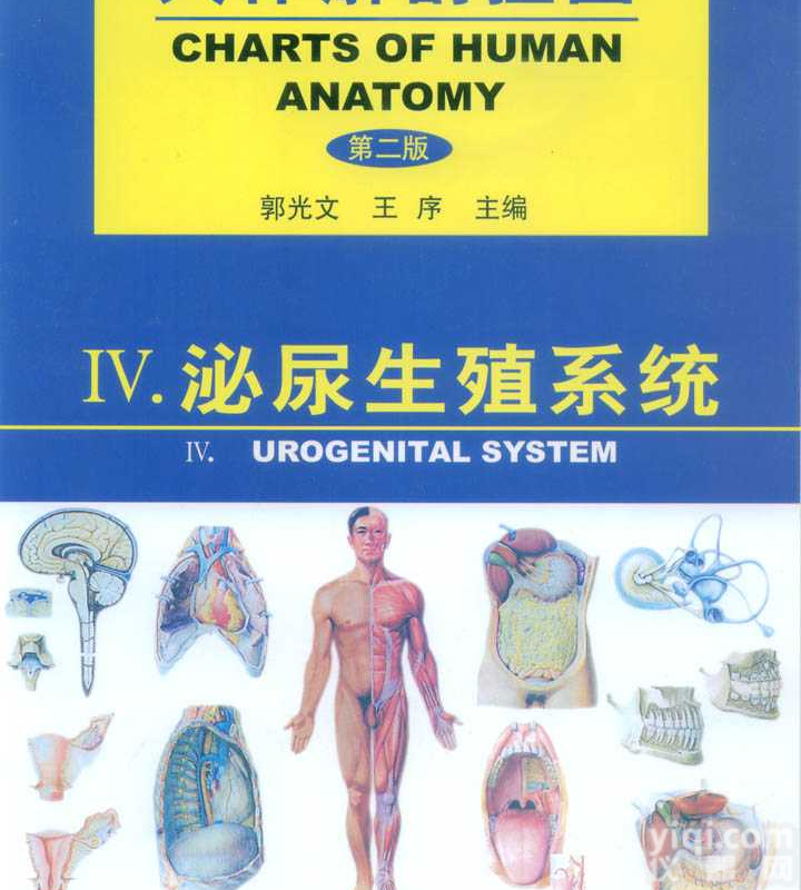 人体<em>解剖</em><em>挂图</em>（<em>泌尿</em>生殖系统）