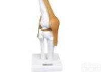 JP/11202/6  <em>功能型</em>附韧带<em>膝关节</em><em>模型</em>