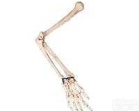 JP/11124  <em>手臂</em>骨<em>模型</em>