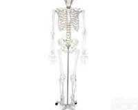 JP/ 11103/1  人体骨骼<em>模型</em>（男）（铁底座，<em>不锈</em>钢支架）