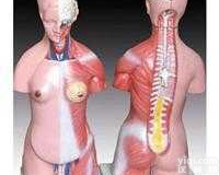 JP/10003  豪华型男、女<em>两性</em>人体<em>半身</em><em>躯干</em>模型