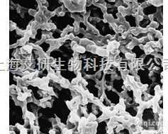 美国密理博0.8um<em>孔径</em>混合纤维素滤膜/<em>微孔滤膜</em>