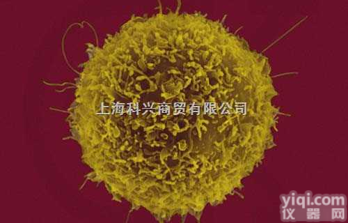 肾动脉平滑肌<em>细胞</em>总<em>蛋白质</em><em>抽提物</em>