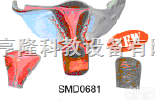 SMD0681  女性内<em>生殖</em>器放大<em>模型</em>