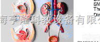 SMD0841  男、女<em>泌尿</em><em>生殖</em><em>浮雕</em>模型