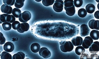 前<em>胃癌</em>，MFC<em>细胞</em>