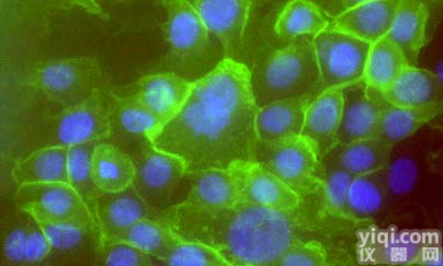 <em>非洲</em>绿猴肾，<em>CV</em>-1（M）<em>细胞</em>